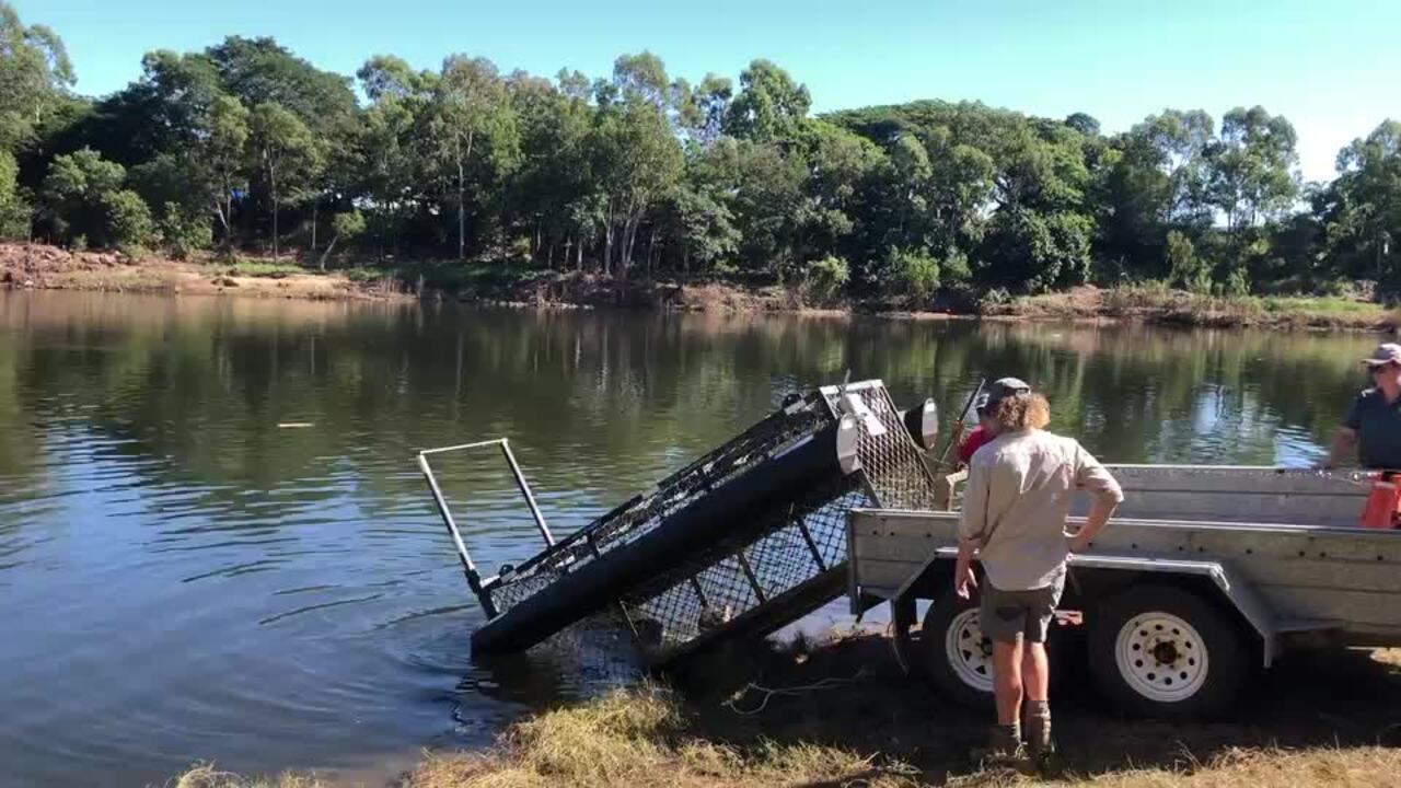 Large saltwater crocodile caught in Townsville