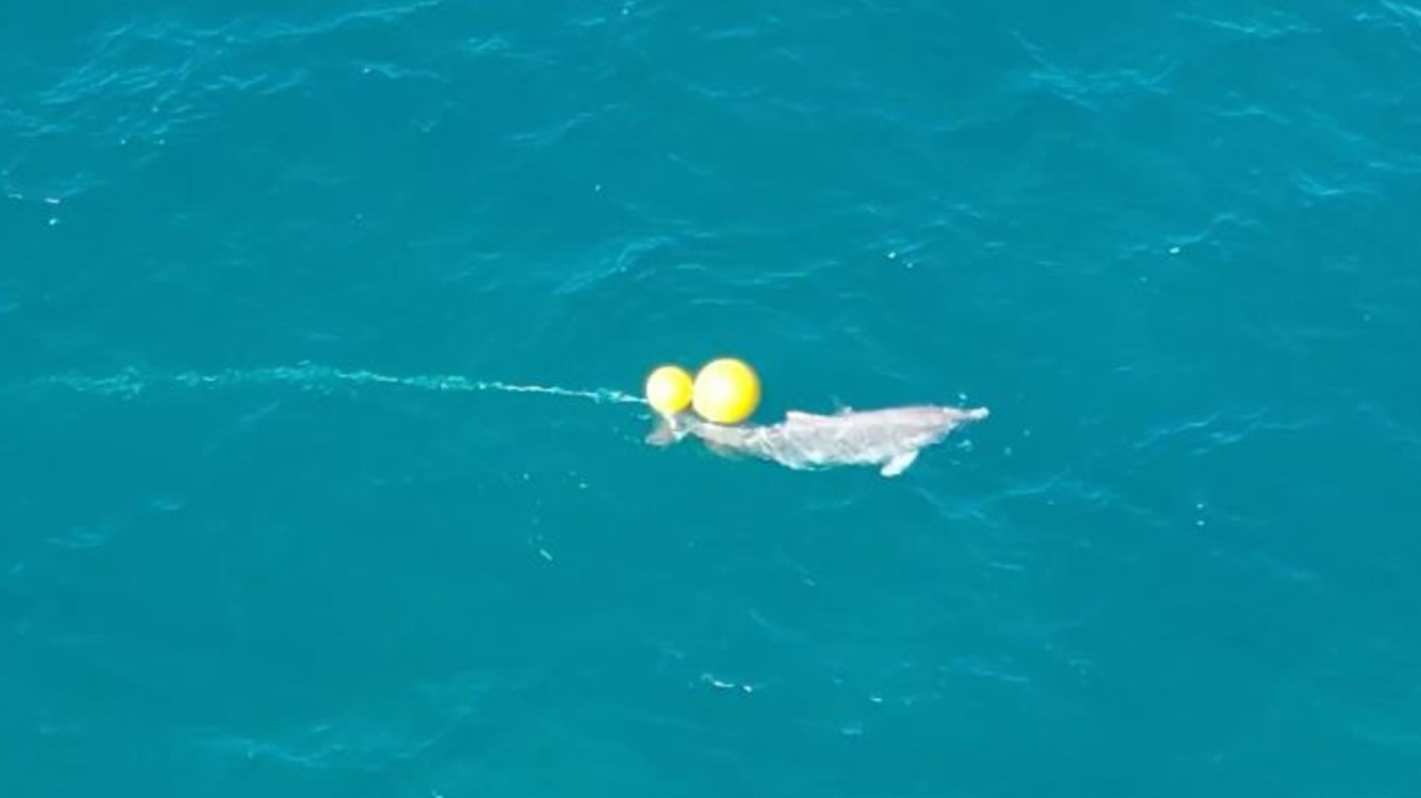 Dramatic footage shows a dolphin struggling to break free from a drum line at Kawana Beach. Picture: Erin Kirkwood