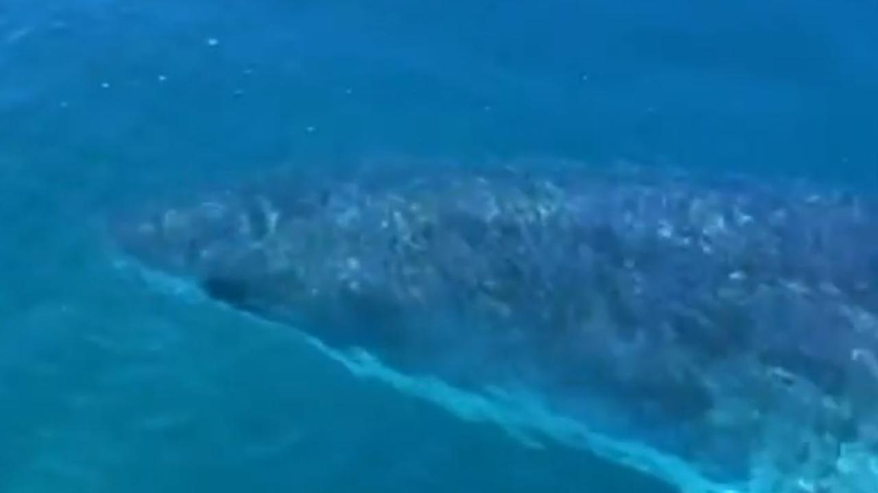 Streaky Bay, South Australia: man believed dead after shark attack