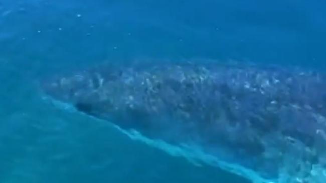 Footage was taken of a large shark in the area near where the surfer was attacked. Picture: 7NEWS