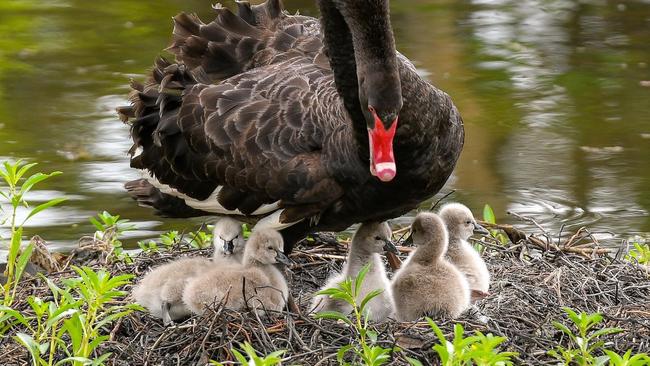 Swan parents with the original five cygnets. Picture: Lyn Fletcher