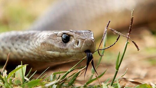 Snakes can hide around building materials, debris around homes, bricks old car parts.