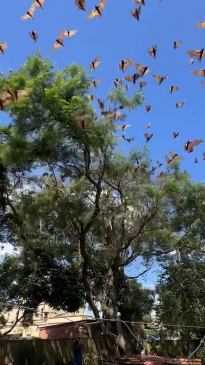 Bats takeover mans backyard