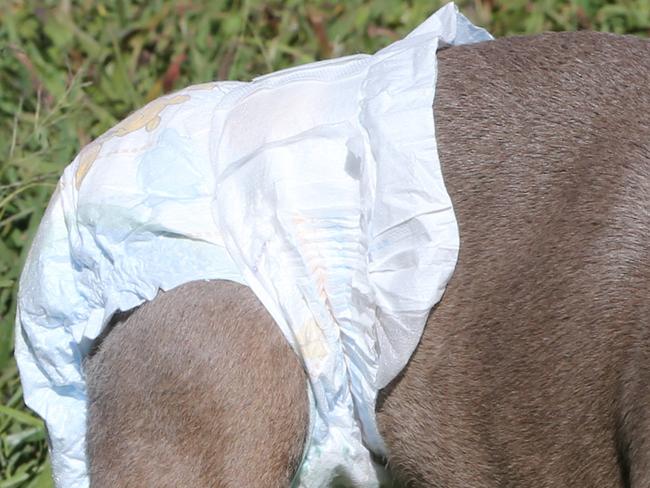 A woman has been prosecuted for animal cruelty, after her dog was found roaming the streets wearing a nappy.