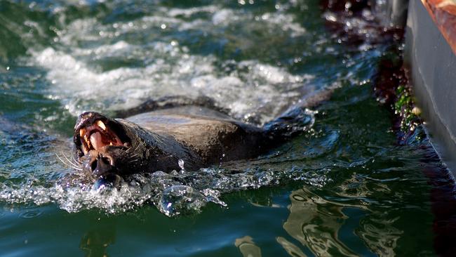 A seal patrols the perimeter of a salmon farm in northern Tasmania.