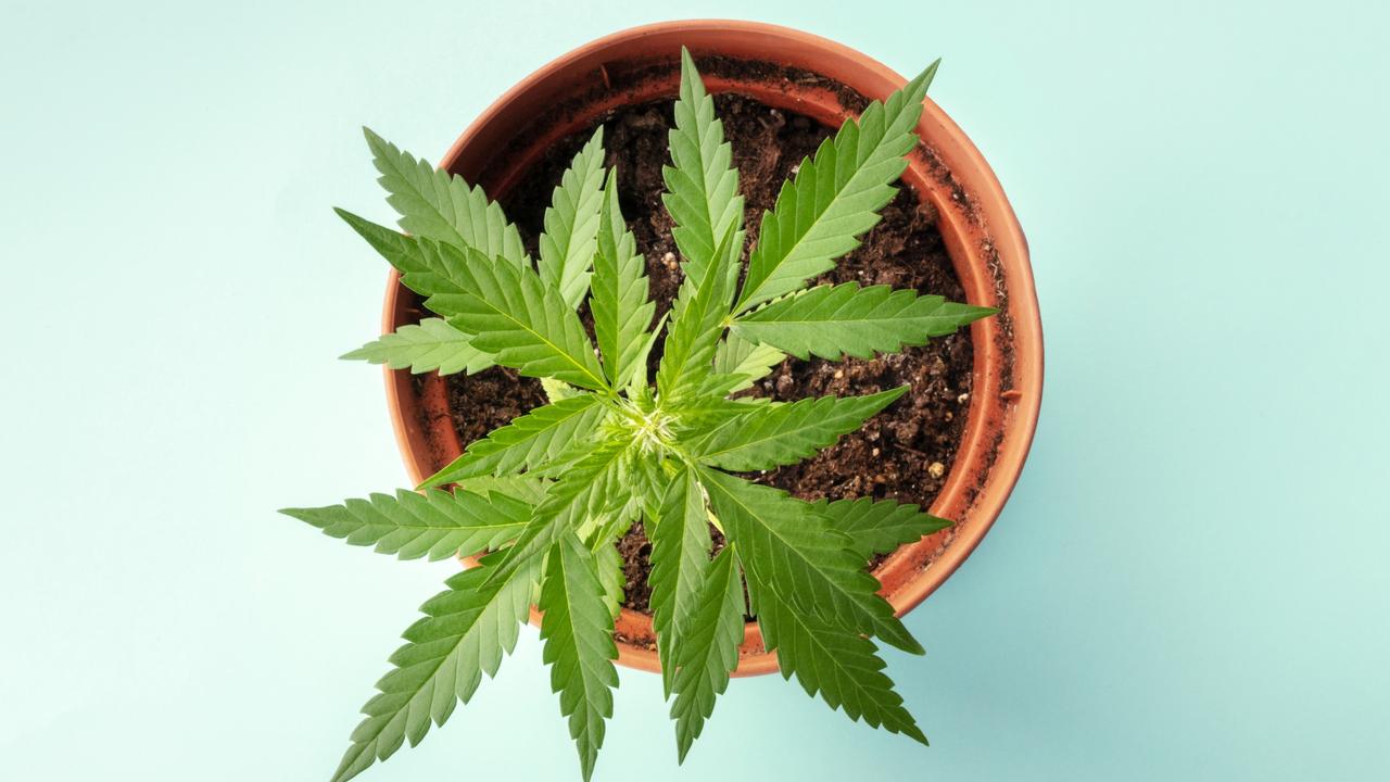 The man said he was gifted five cannabis seeds all had grown successfully in pots in his back yard.