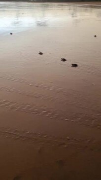 Turtle hatchings on Mackay beaches. Video:Ree Sangha