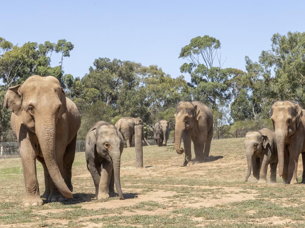 Members of the herd explore the expansive surrounds of their new home at Werribee Open Range Zoo. Picture: supplied