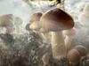 Expert warns of hidden risk after suspected magic mushroom death