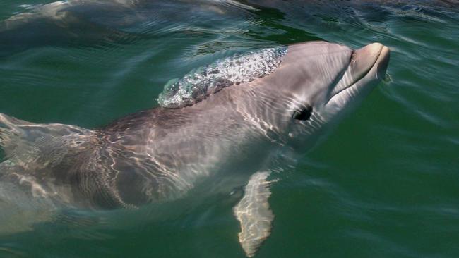 Dolphin Hope swimming in the Port River at Port Adelaide, SA. Picture: Whale and Dolphin Conservation – The Port River Dolphins