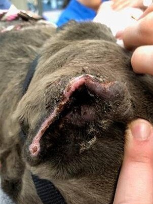 The RSPCA believe the ears of the dog were intentionally cut off.