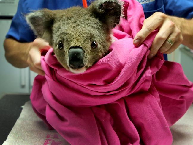 Koala bushfire victim Anwen getting a check-up. Picture: Nathan Edwards