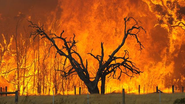 Vic bushfires scene - Tree burns with huge orange flames and smoke in background 17 Feb 2009.