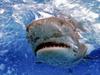 Man mauled by shark off remote island