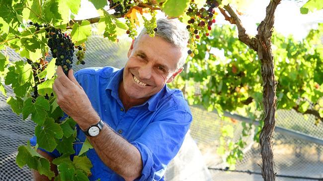 Rich pickings: Tom Guthrie shows grapes for one of the 15 wine varieties produced at the 