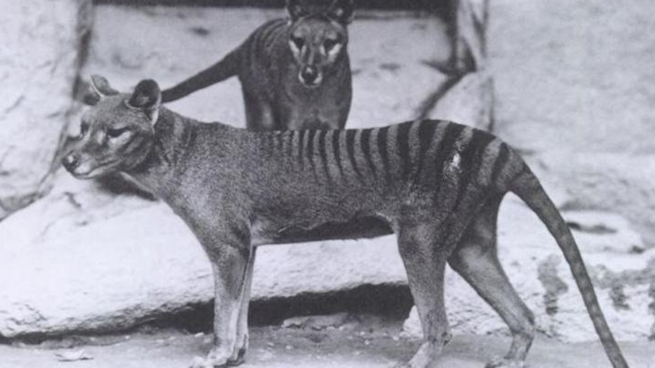 The Tasmanian Tiger May Have a Small Chance of Survival