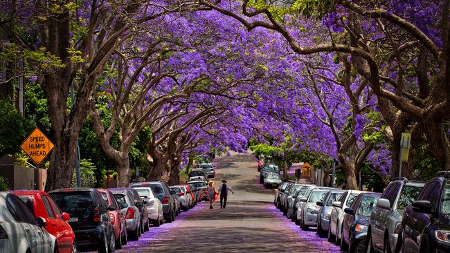 Council has suspended street tree plantings except at roads projects due to the drought. Picture: iStock