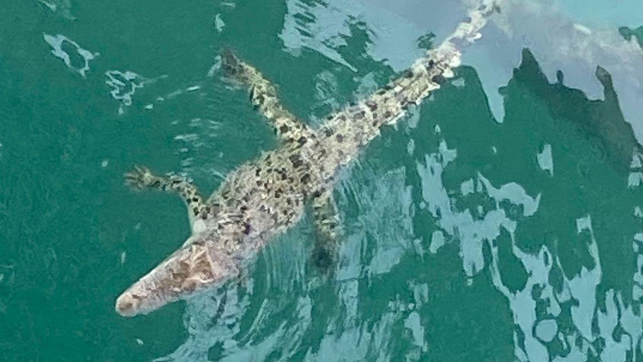 Mr Canning said the crocodile took an interest in the people walking around the jetty. Picture: Gordon Canning