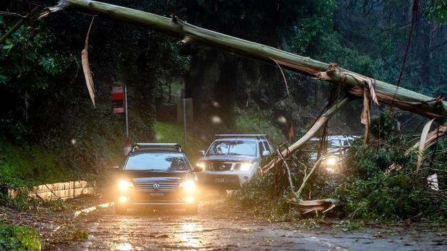 Cars travel under a fallen tree near Sassafras. Picture: David Geraghty