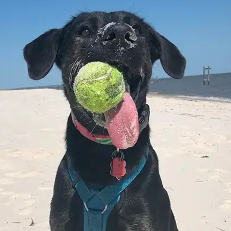 Zoey playing with a ball at the beach