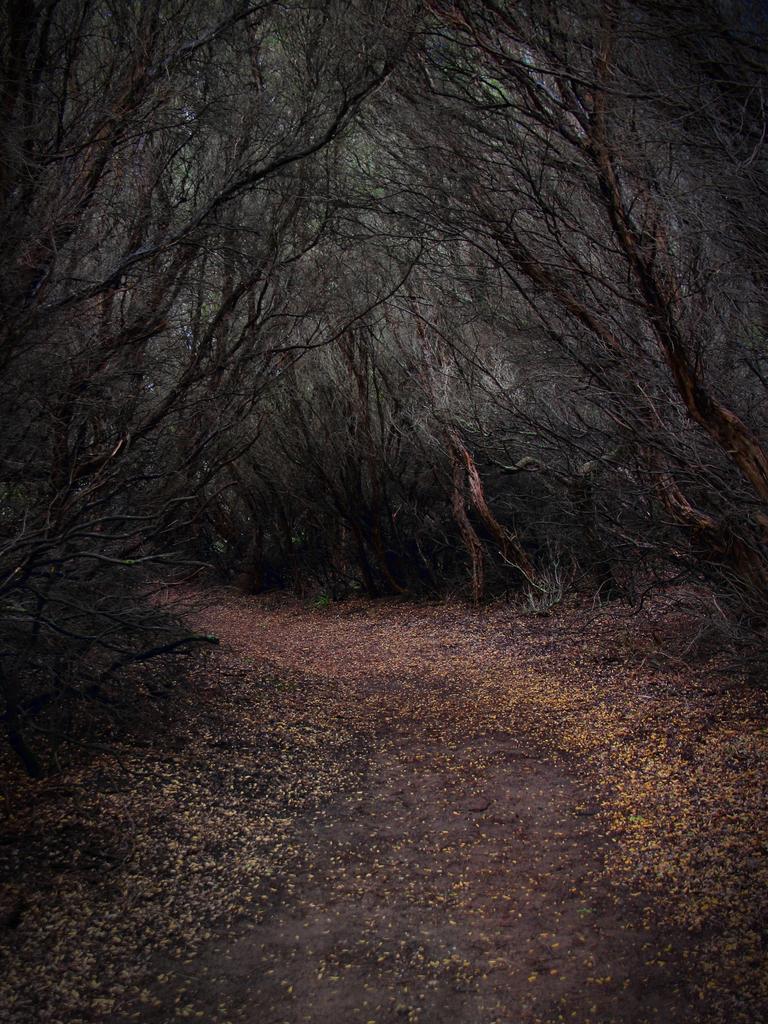 Kevin Rheese from Carwoola (NSW) There are witches and fairies, pixies and sprites “A story of intrigue draws me to this image, I want to follow the path. Warm colours are inviting, so leaf-litter brings the eye in. Symmetrical, overhanging woods keep the eye down. A lighter-toned tree near centre helps the eye travel along the path.” Picture: 2015 Canon Light Awards