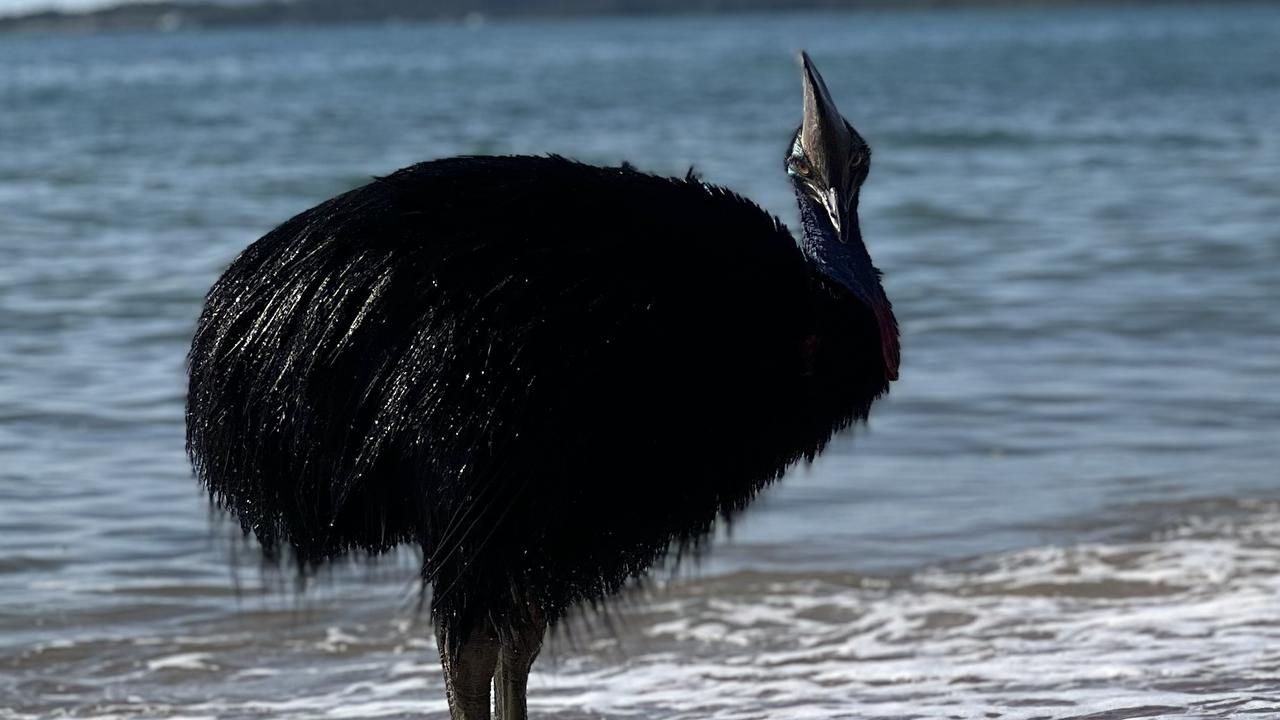 Cassowary Filmed Swimming At Bingil Bay Amid Fresh Warning | The ...