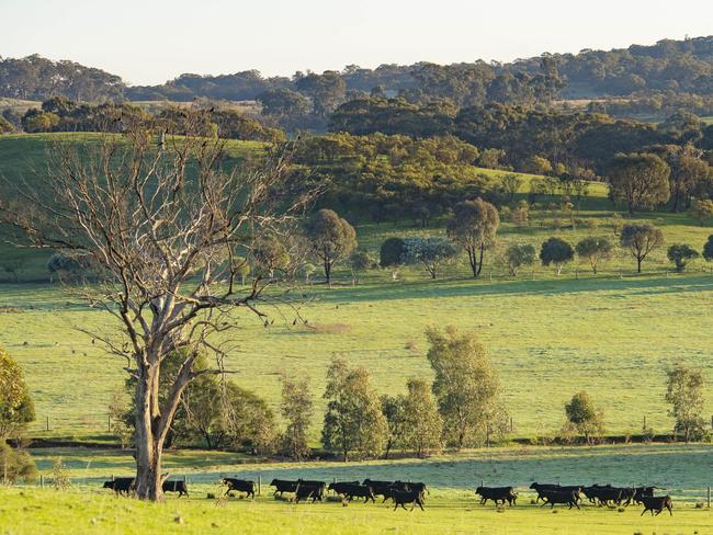 Angus cattle in a paddock. Picture: Zoe Phillips