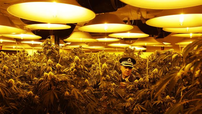 Insp Craig Wonders inspects a large hydroponic cannabis set up in Brookvale. Picture: Braden Fastier