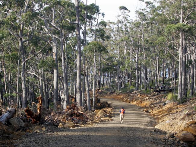 Road through the Wielangta Forest