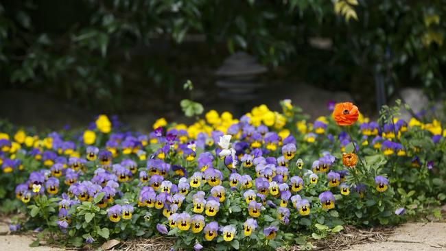 Some pansies add a burst of colour to the yard. Picture: Tim Pascoe