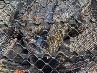 A 3.9m saltwater crocodile was captured at the Innisfail boat ramp on Saturday morning and relocated by Department of Environment and Science officers. Photo: Donna Griggs