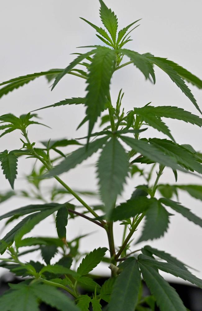 A cannabis plant. Picture: Mladen Antonov/AFP