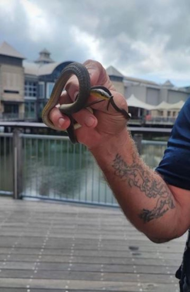 Snake found at Sunshine Plaza. Picture - Instagram.