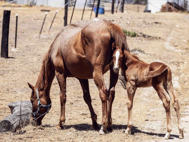 Horses on the Warrak property owned by Weisheit’s mother. Picture: Supplied