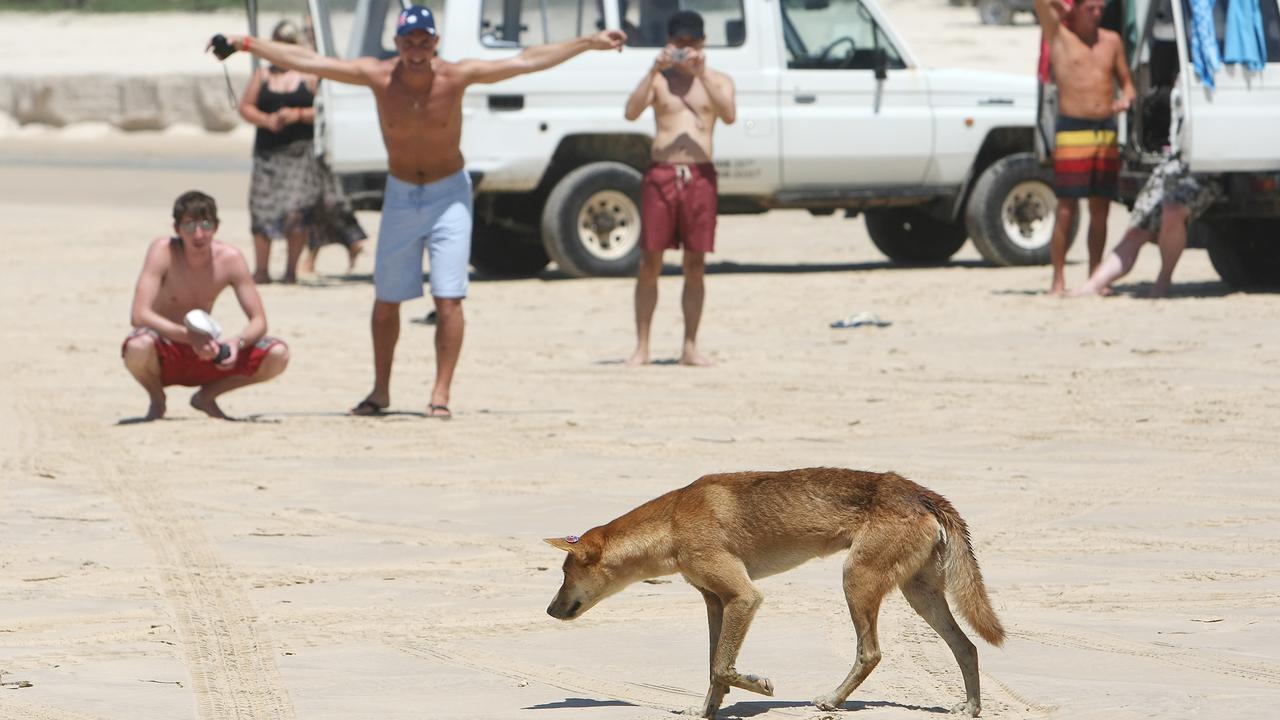 how many dingoes are left on fraser island