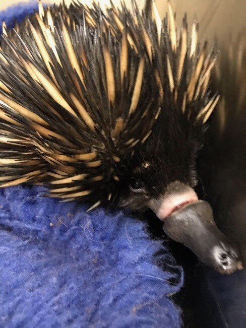 PRICKLY PATIENT: Vets saved an echidna who got herself in a sticky situation.