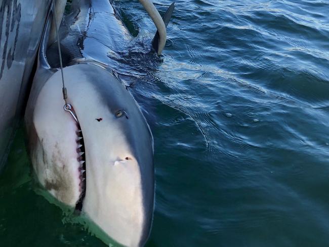 A 2.64m male bull shark caught in Sydney Harbour in 2019. Picture: DPI