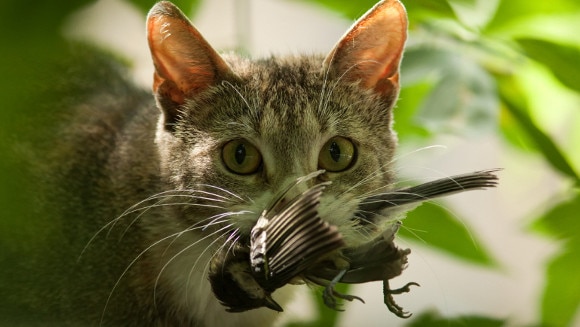 Domesticated cats kill up to 75 native animals annually.