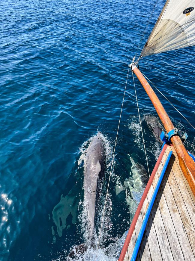 Dolphins accompanying Nick Jaffe on his solo boating journey, somewhere in Bass Strait. Picture: Nick Jaffe (Instagram @nick_jaffe)