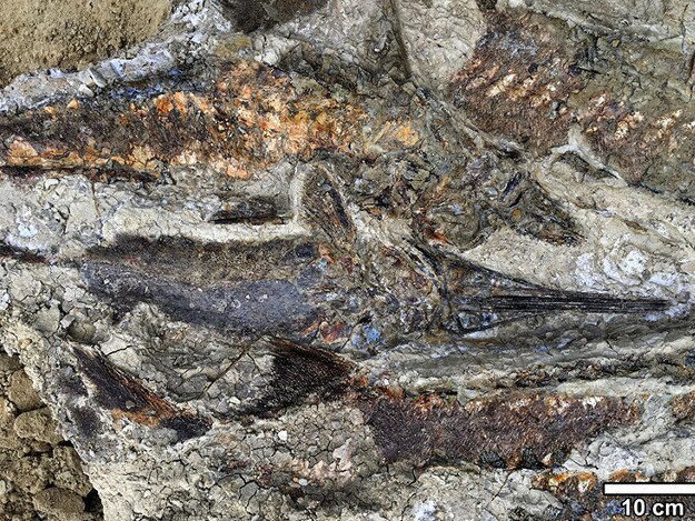 Fossil fish from the Tanis site (Foto courtesy Robert DePalma)