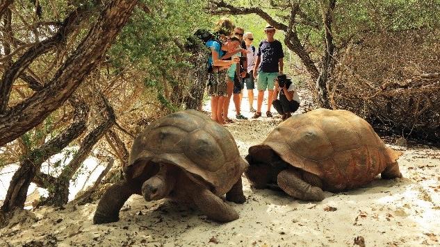 Giant Aldabra tortoises in the Seychelles.