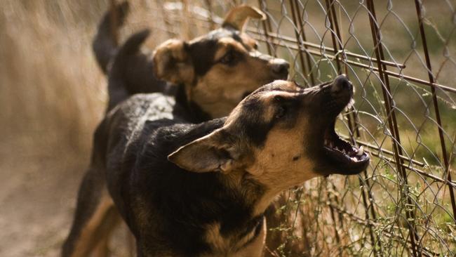 The Gympie Regional Council and police are working to locate two dogs that have shown aggressive behaviour to locals. Photo: iStock