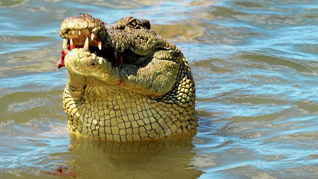 Claims a crocodile has been seen in a Coolum creek have brought back memories for one reader. Picture: Chris Ison ROK211016ccroc5