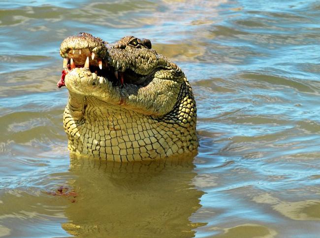 Claims a crocodile has been seen in a Coolum creek have brought back memories for one reader. Picture: Chris Ison ROK211016ccroc5