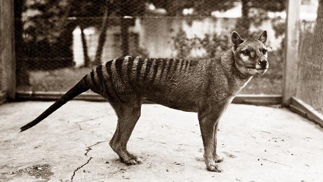 Until recently, Benjamin was known was the last surviving thylacine.