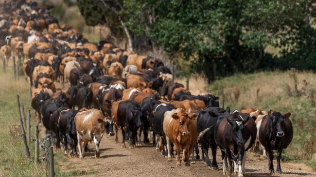 Cows walk towards the dairy on the Redpa property sharefarmed by Ryan and Brighid Langley, for Circular Head Farms. Picture: Phillip Biggs