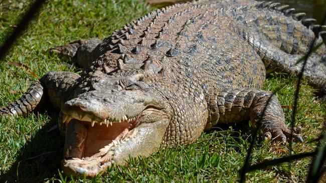 The Australian crocodile industry is worth millions with skins being exported internationally.