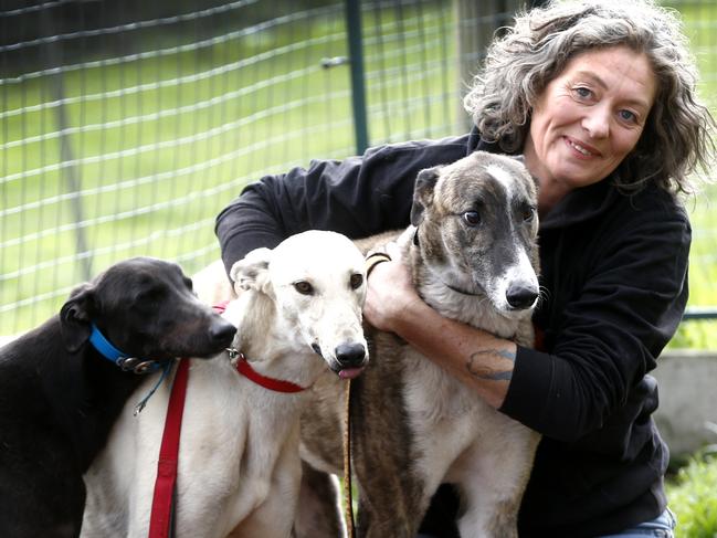 Emma Haswell of Brightside Farm Sanctuary with greyhounds. Brightside Farm Sanctuary has a strong greyhound rehabilitation program. Picture: KIM EISZELE