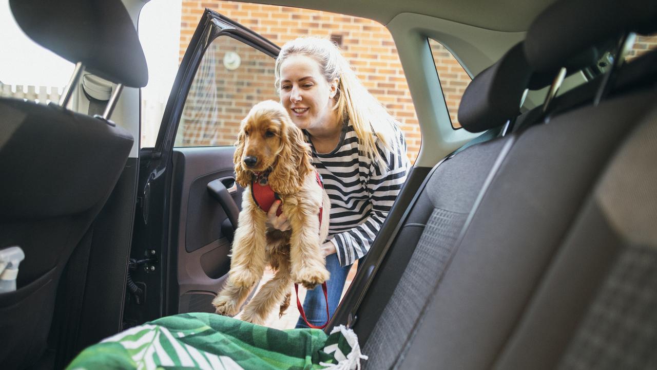 Animals need to be properly secured in cars in NSW.