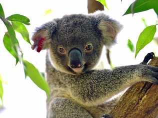 GREEN LIGHT: The koala plan of management for Kings Forest has been approved. Picture: John McCutcheon